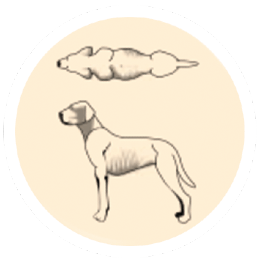 very-skinny very-skinny