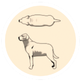 overweight-obesity overweight-obesity