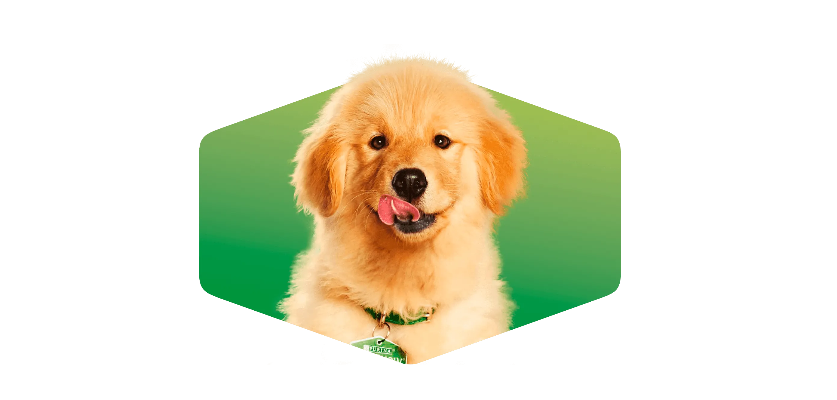 Dog Chog Newsletter banner